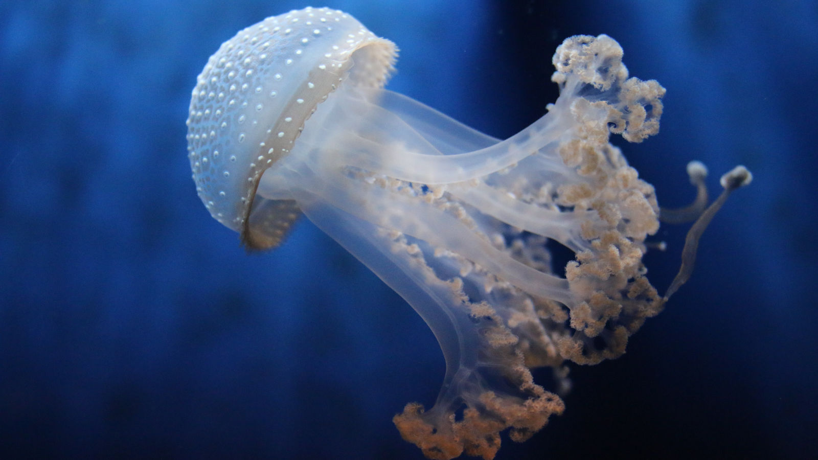 The Aquarium of Genoa