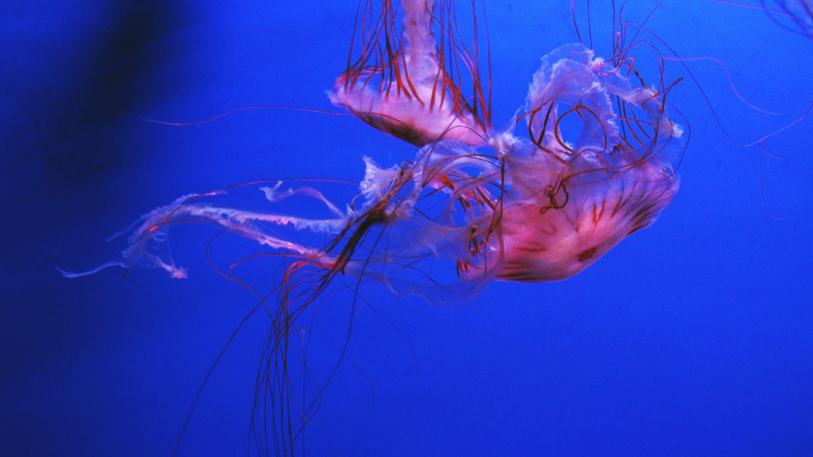 The Aquarium of Genoa