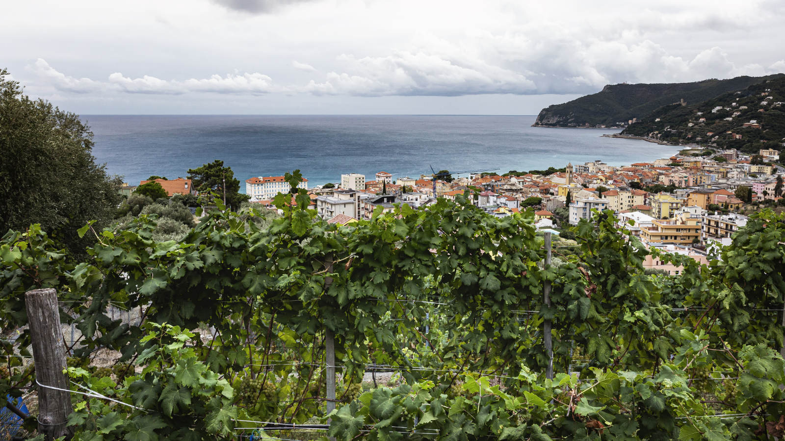 local products - ligurian wine - Cantine Sancio