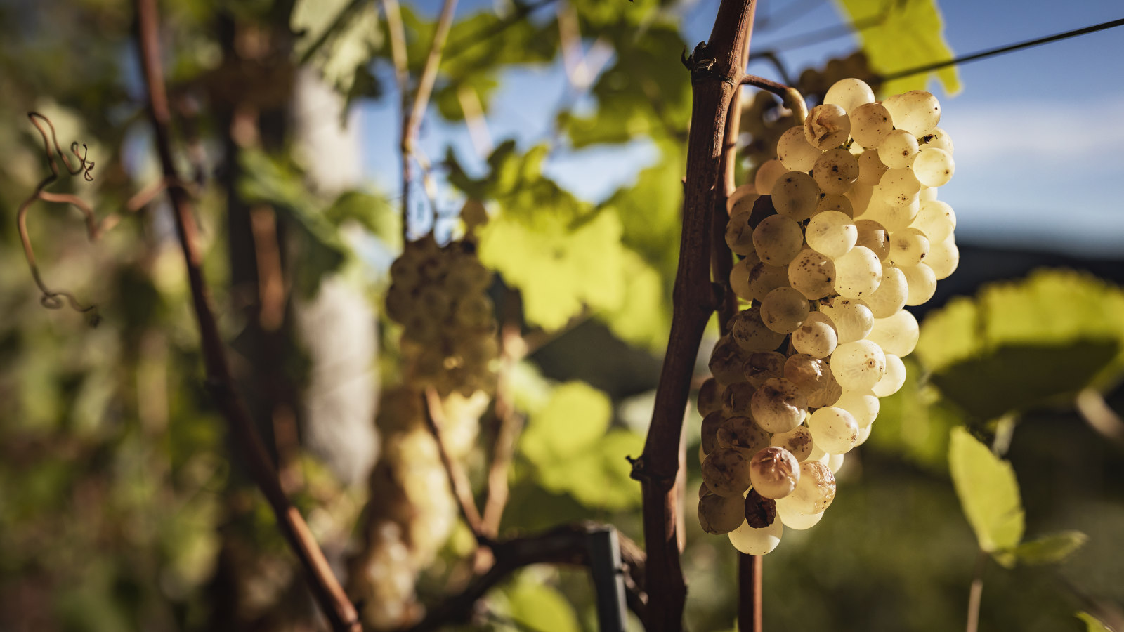 local products - ligurian wine - Cantine Sancio