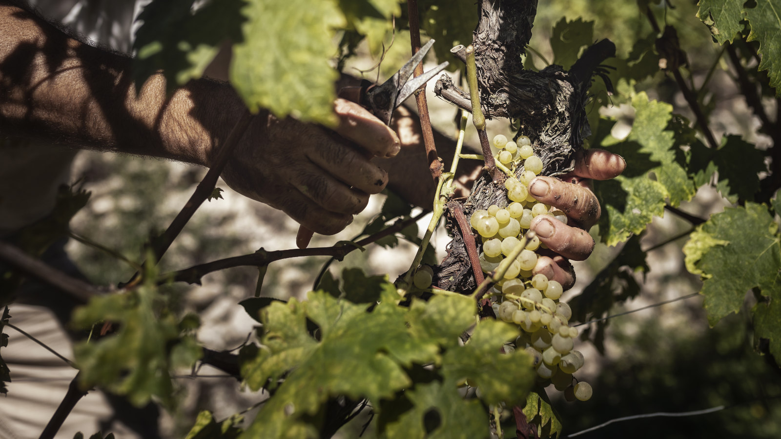 local products - ligurian wine - Cantine Sancio