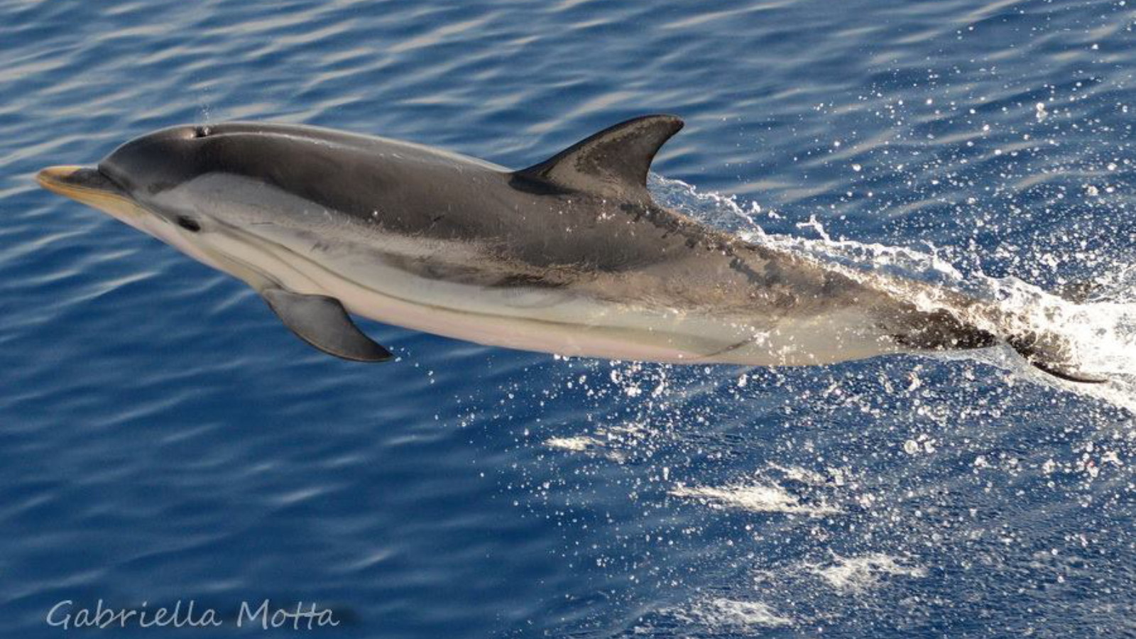 Whale Watching - The Cetacean Sanctuary