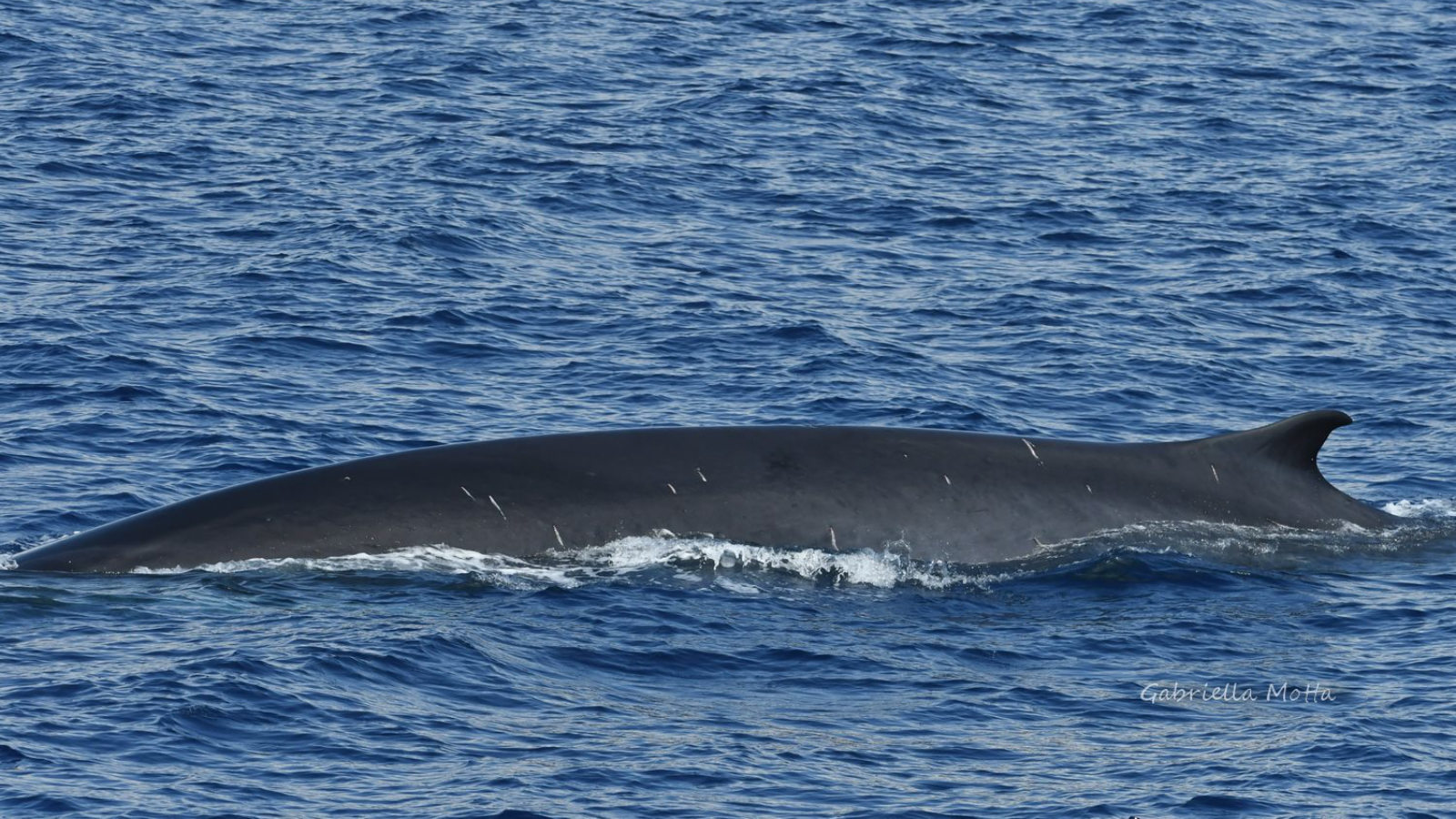 Whale Watching - The Cetacean Sanctuary