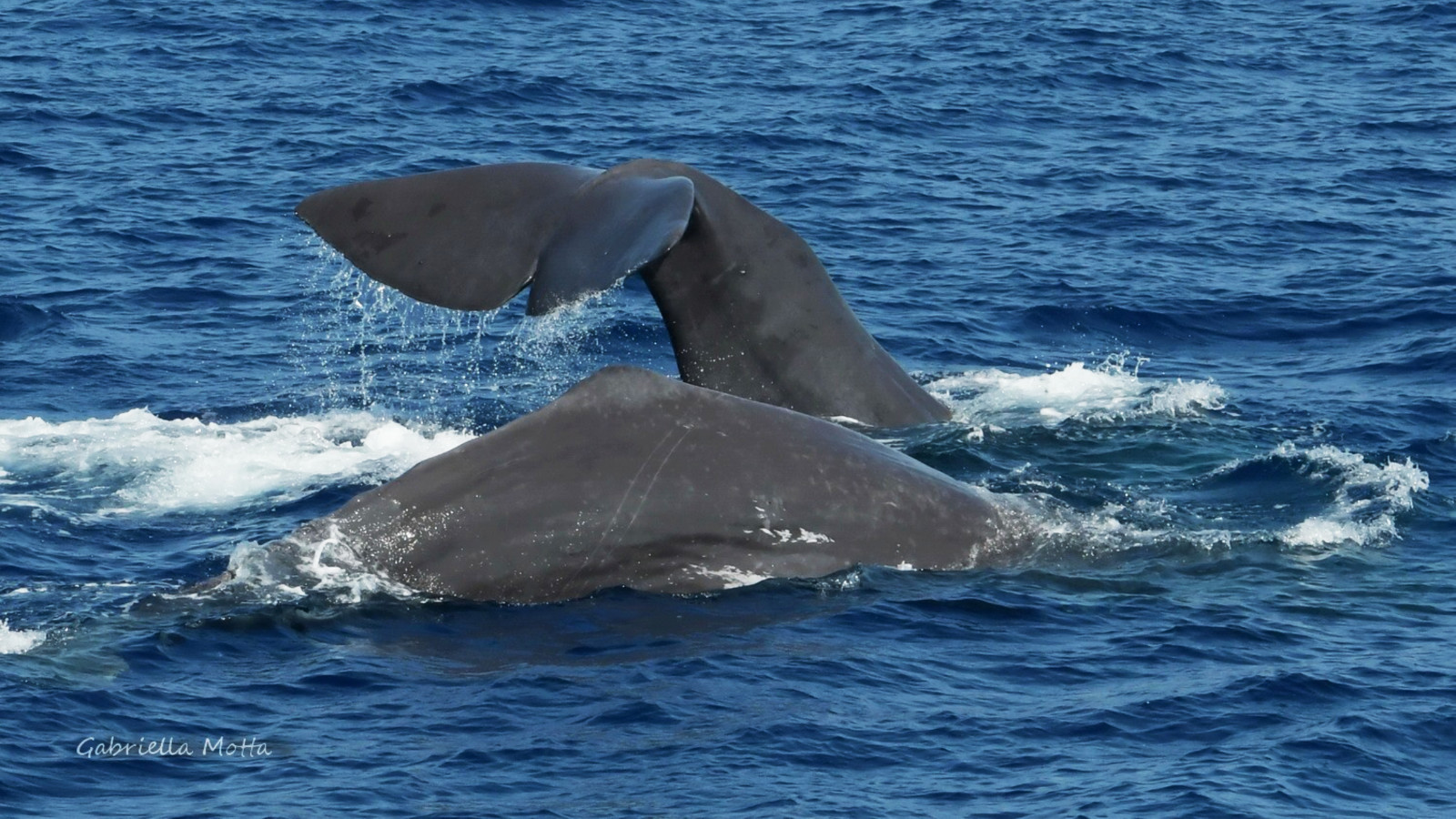 Whale Watching - Santuario dei Cetacei