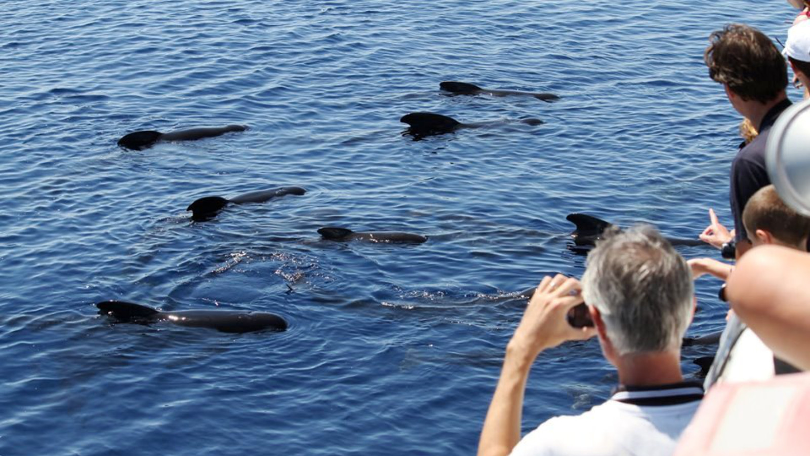 Whale Watching - The Cetacean Sanctuary